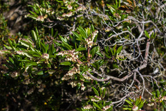 Comarostaphylis diversifolia diversifolia