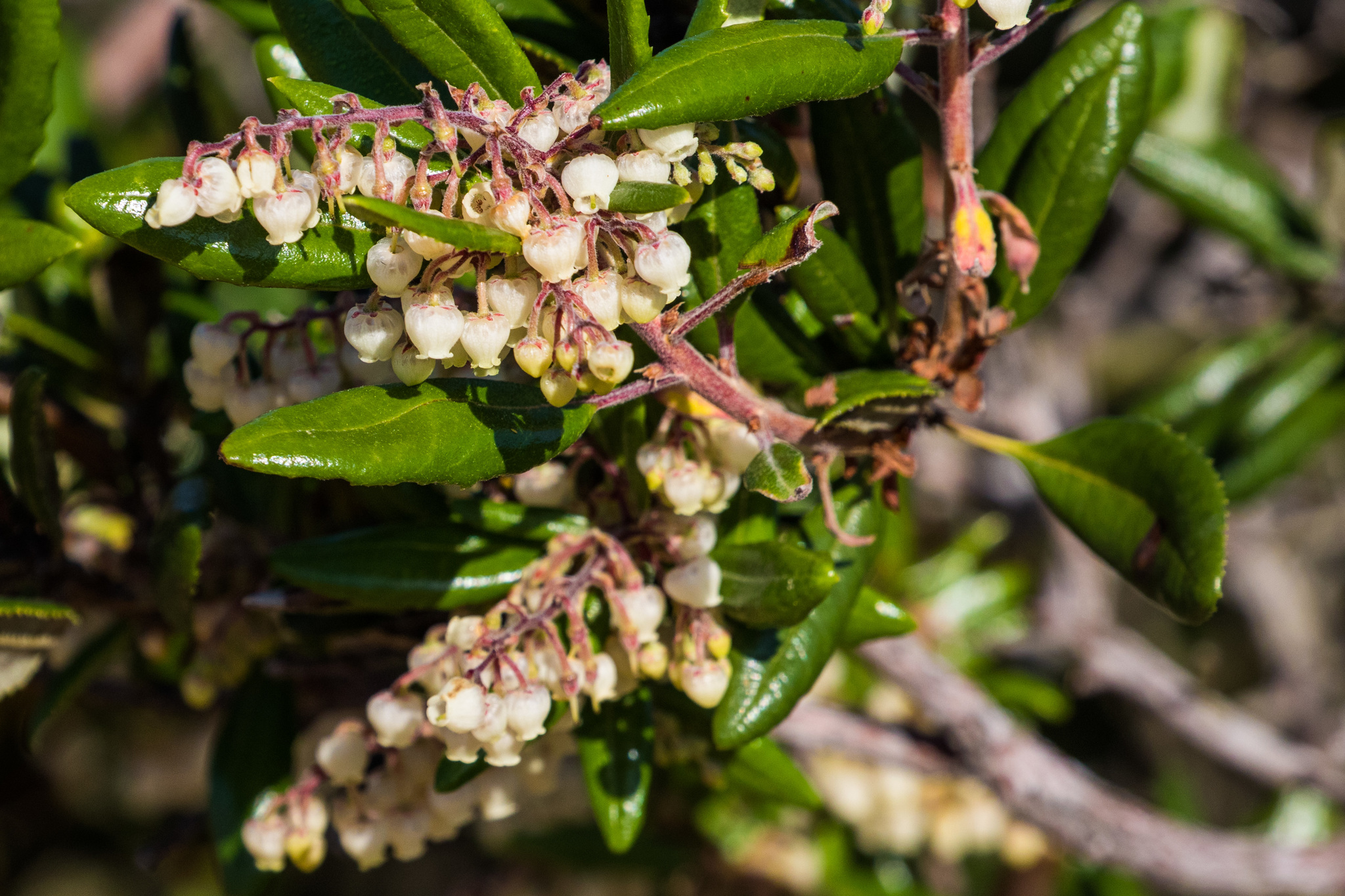 Comarostaphylis diversifolia ssp. diversifolia