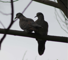 Streptopelia lugens