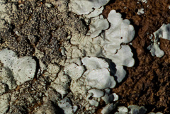 Xanthoparmelia mexicana