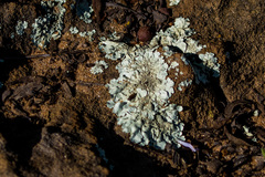 Xanthoparmelia mexicana