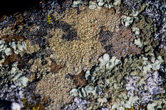 Lecanora confusa