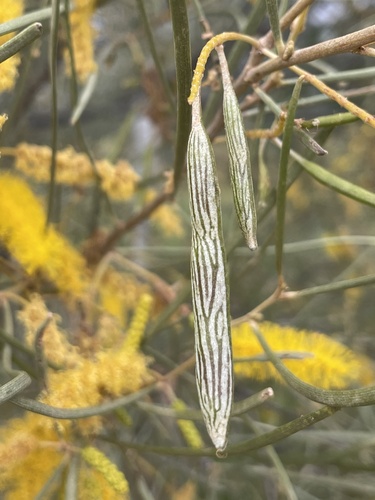 Acacia ramulosa observed 2026-07-09