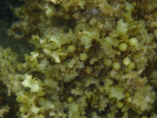 Sargassum cristaefolium observed 2026-07-23