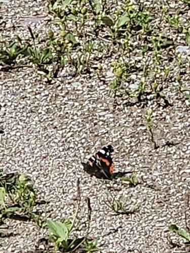 Red Admiral