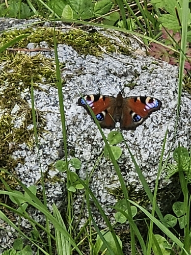 European Peacock Butterfly