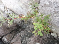 Lonicera involucrata