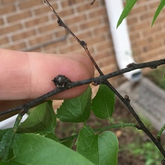 Pachypsylla celtidisgemma