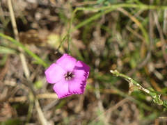 Dianthus longicaulis