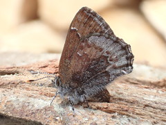 Callophrys polios