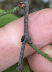 Pachypsylla celtidisgemma