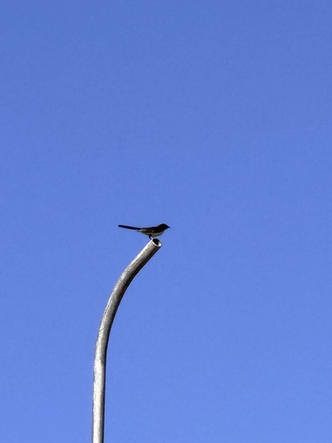 Willie Wagtail