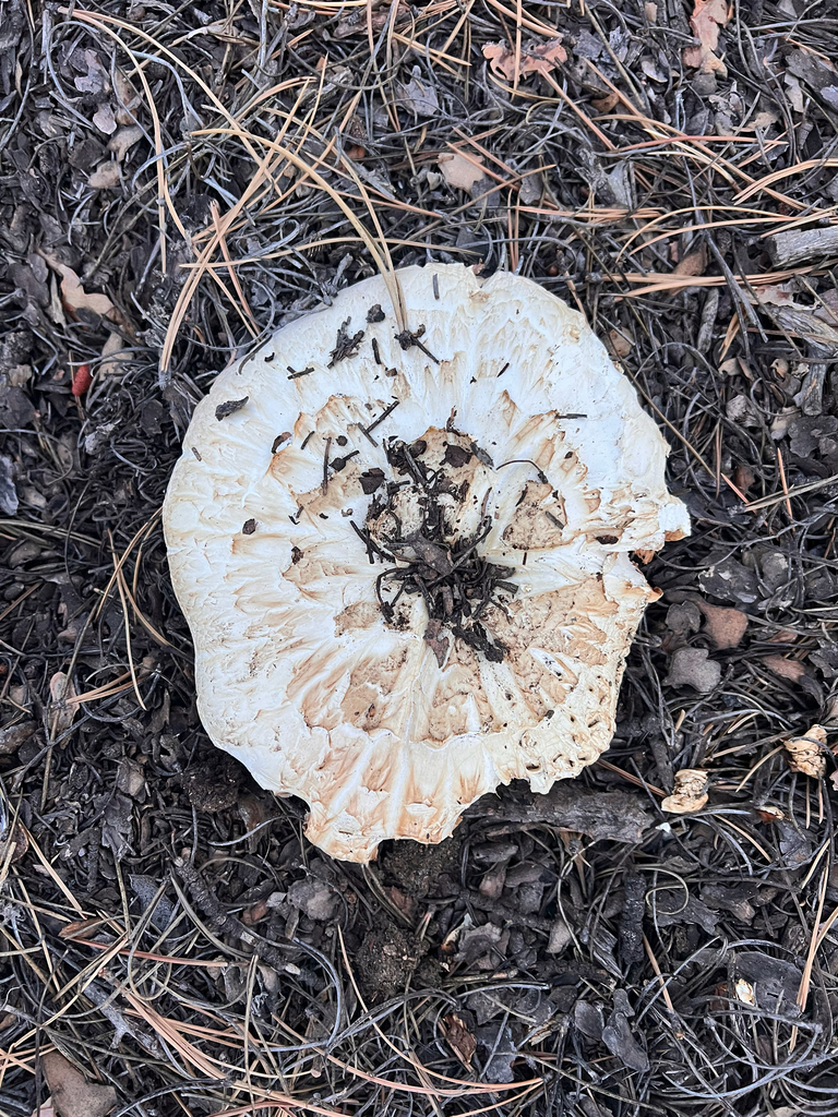 Giant Sawgill · July 2026 · photo: Photo: no rights reserved · iNaturalist