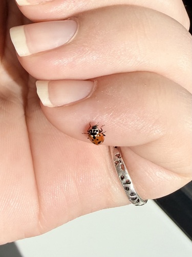 Variegated Lady Beetle