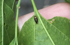 Pachypsylla celtidisgemma