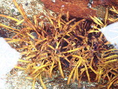 Prionitis lanceolata