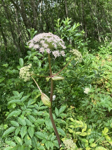 Wild Angelica