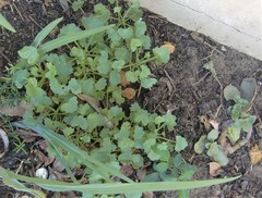 Senecio hederiformis