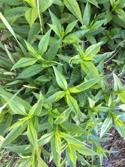 Lysimachia clethroides