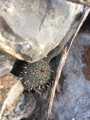 Mammillaria haageana meissneri