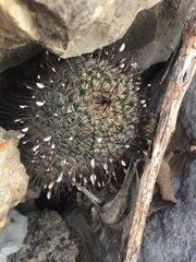 Mammillaria haageana meissneri