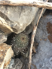 Mammillaria haageana meissneri