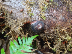 Monadenia infumata