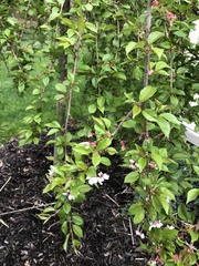Clerodendrum chinense