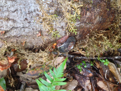 Monadenia infumata