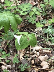 Clerodendrum chinense