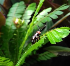 Omophoita simulans