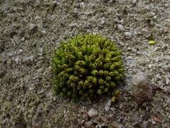 Plenogemma phyllantha