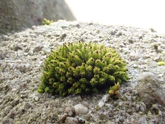 Plenogemma phyllantha