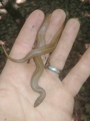 Virginia valeriae elegans