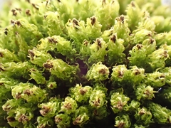 Plenogemma phyllantha