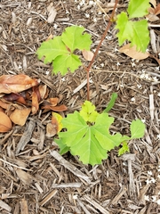 Cissus trifoliata