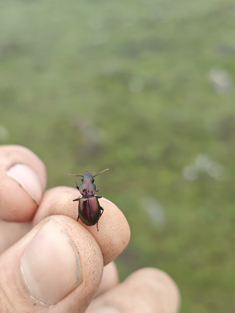 Straneostichus farkaci