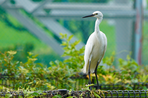 Aigrette garzette