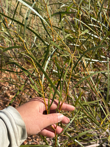 Acacia ancistrocarpa