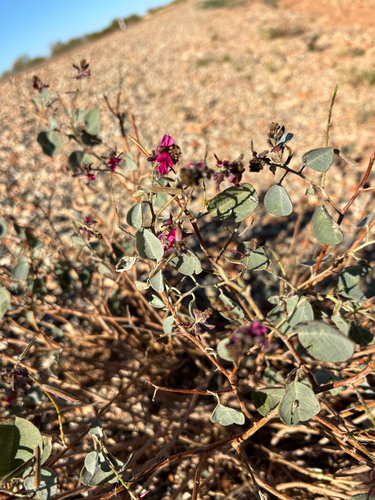 Indigofera monophylla
