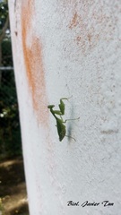 Stagmomantis fraterna