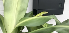 Anolis carolinensis