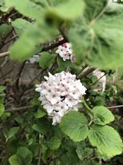 Clerodendrum chinense