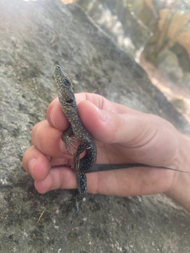 Bedriaga's Rock Lizard