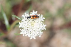 Eupompha elegans