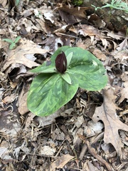 Clerodendrum chinense