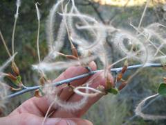 Cercocarpus betuloides betuloides