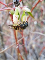 Dolichovespula alpicola