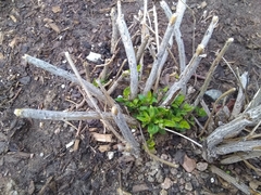 Caryopteris × clandonensis