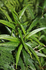 Strobilanthes anisophyllus